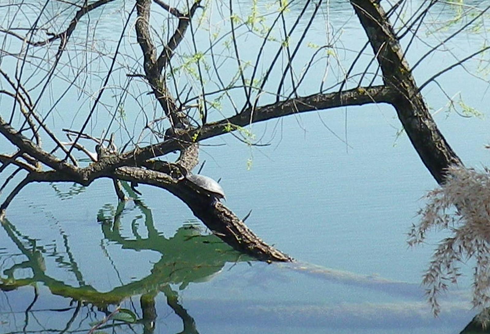 Une belle tortue se repose sur une branche