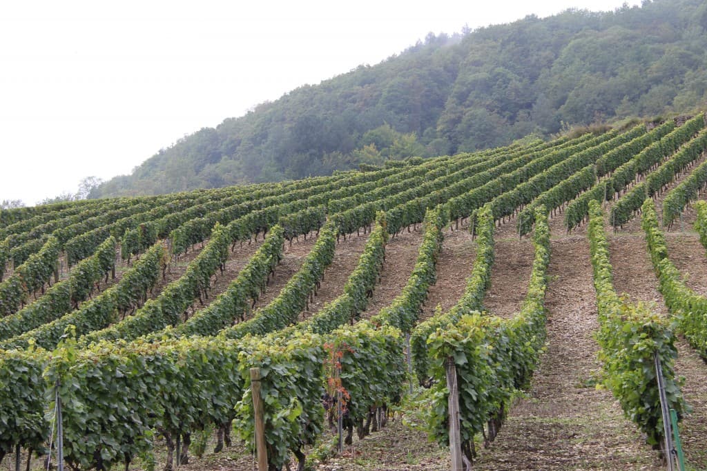Bientôt les vendanges (EL)