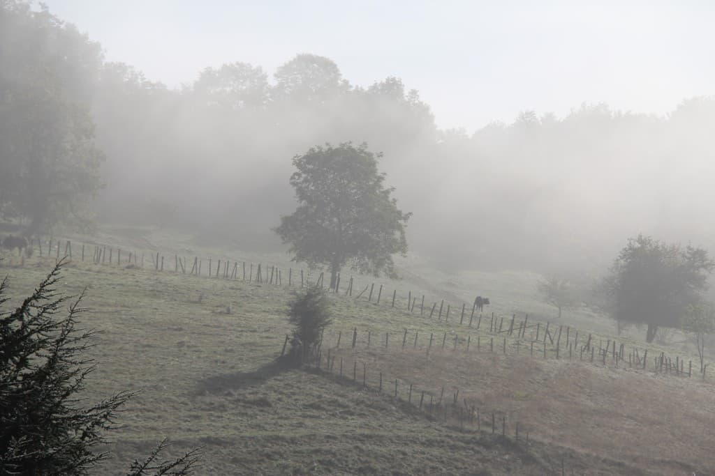 Brume matinale (EL)