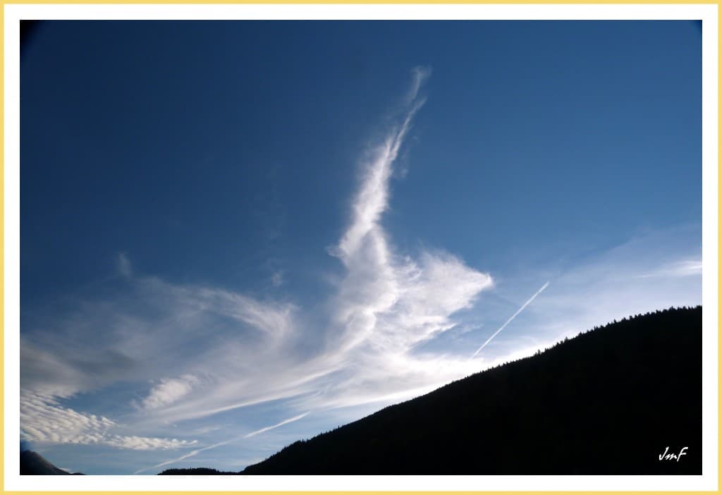 cirrus intortus
