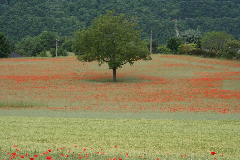 coquelicots (N.M)