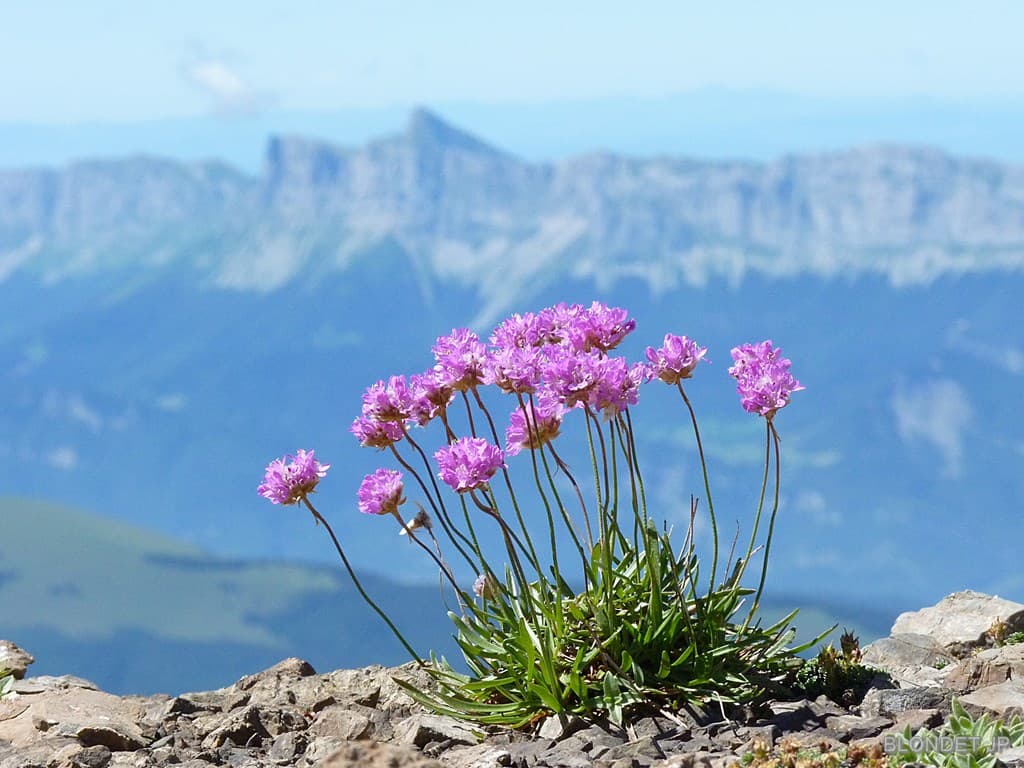 Fleurs au Col du Grand Van