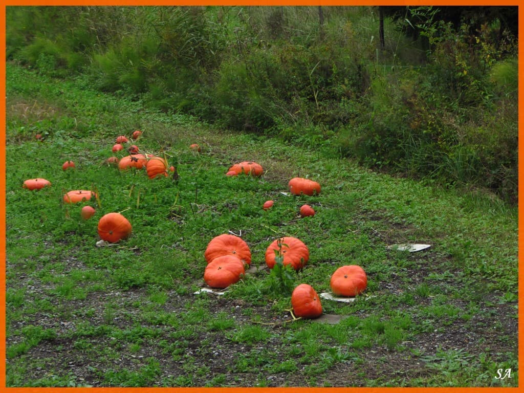 Halloween se prépare