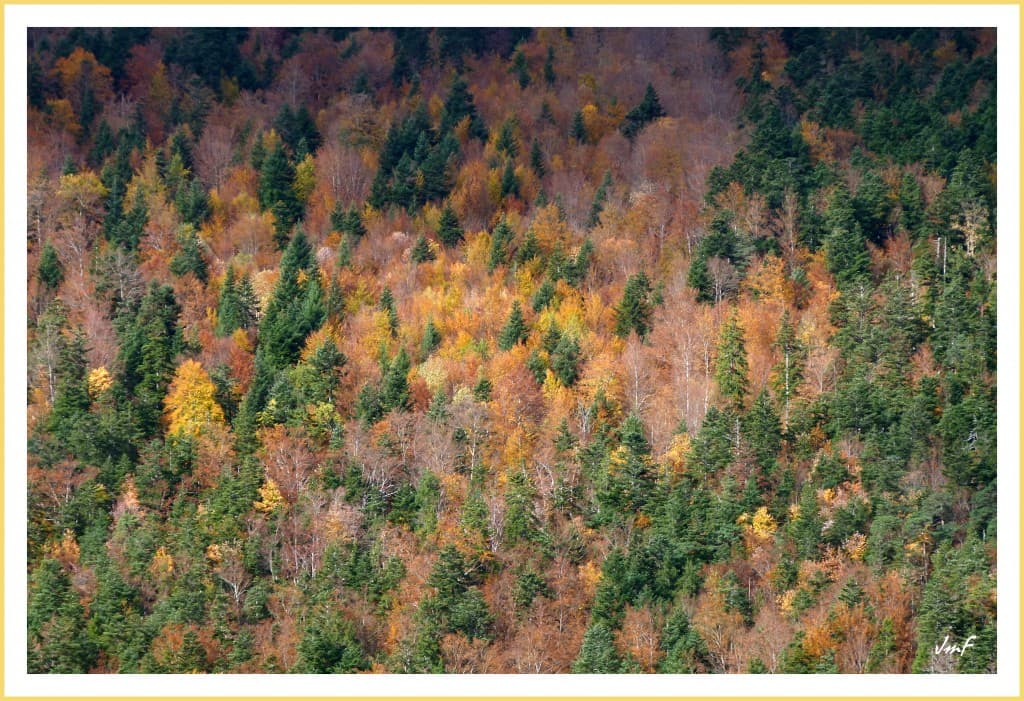 la forêt en habit d'automne
