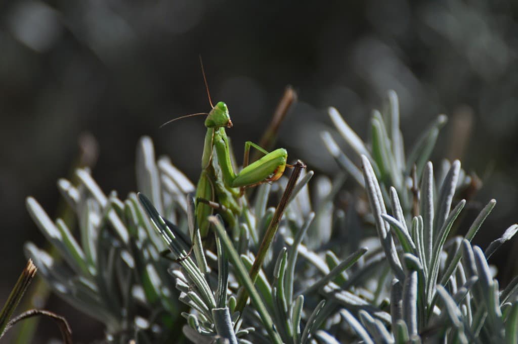 Mante à l'affût...inquiétante !!!