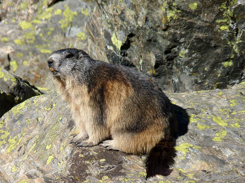 Marmotte sous le col de La Botte
