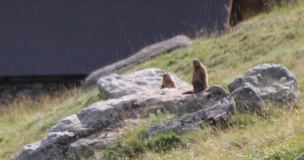 marmottes