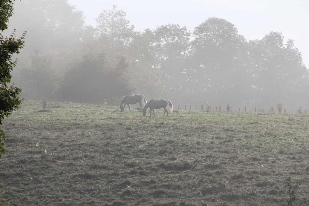 Matin d'automne (EL)