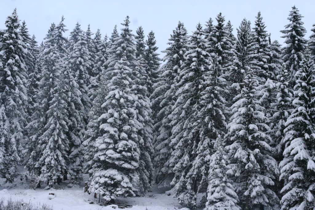 Mon beau sapin!!!(N.M)