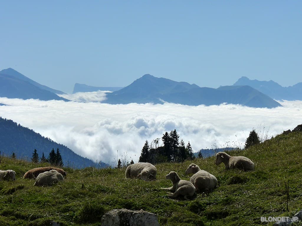 Moutons au col de Mauvernay