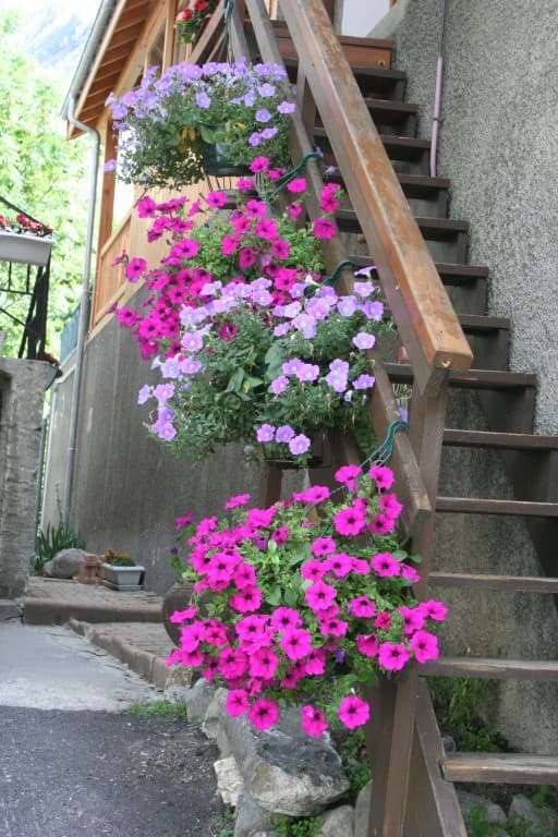 Pensée fleurie(N.M)