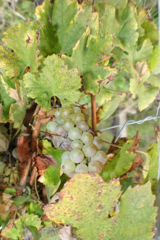 Pour les vendanges tardives(N.M)