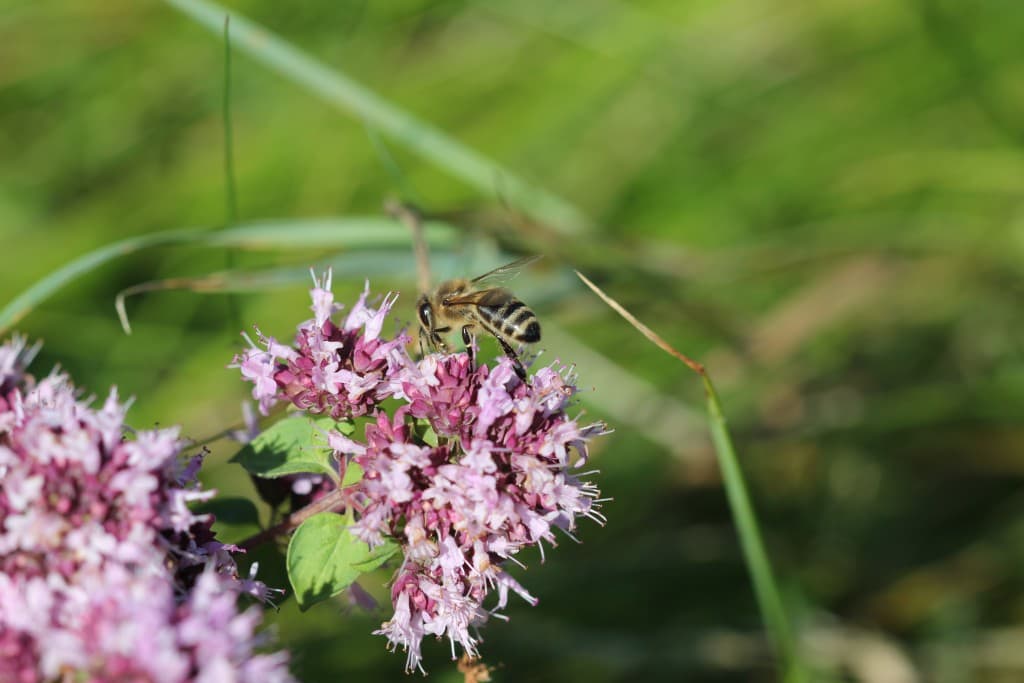 Profitons des dernières fleurs ! (EL)