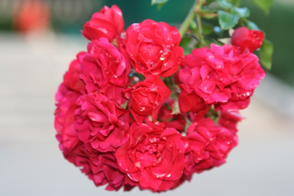 Rosée douce et matinale(N.M)