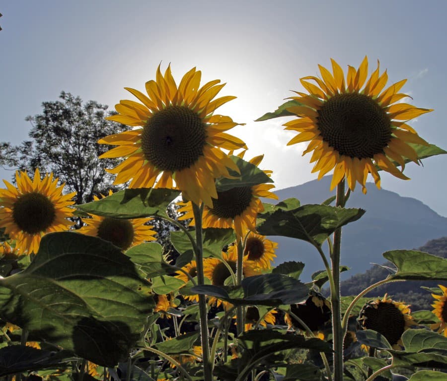 Tournesols en soirée (EL)