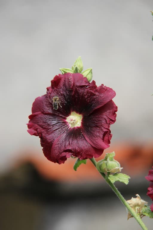 Une jolie fleur pour vous