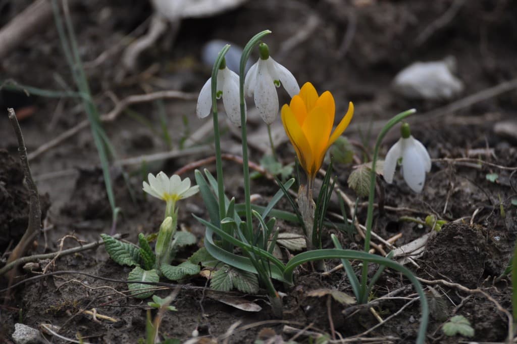 4 fleurs annonçant le printemps..peut être!!