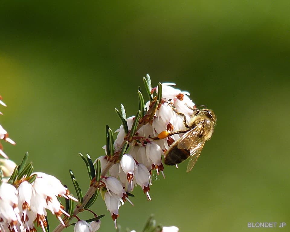 Abeille au travail