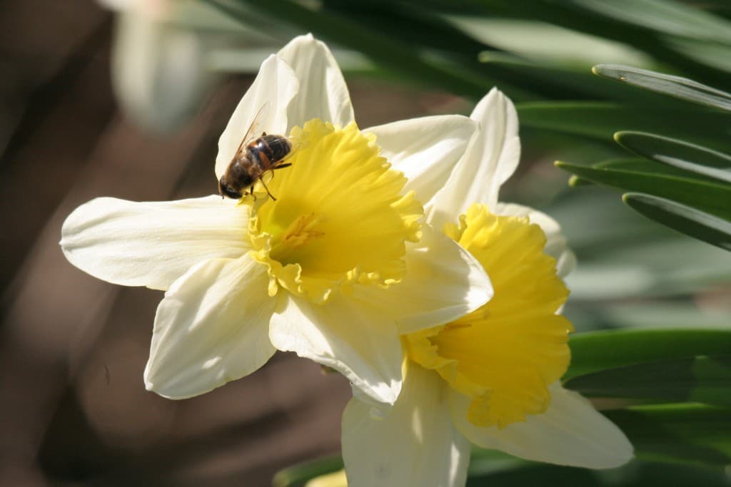 Au revoir l'hiver,Bonjour le printemps(N.M)