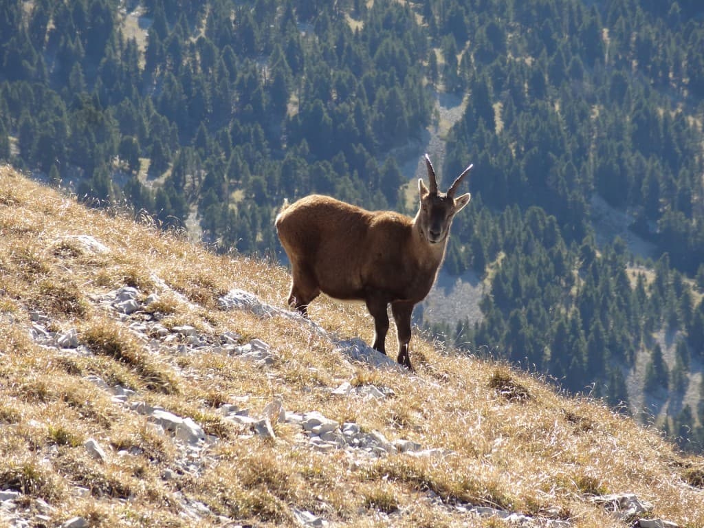 Bouquetin au Grand Veymont
