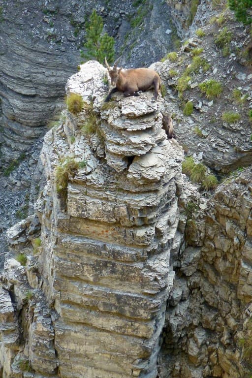 bouquetins au pas de l'Aiguille