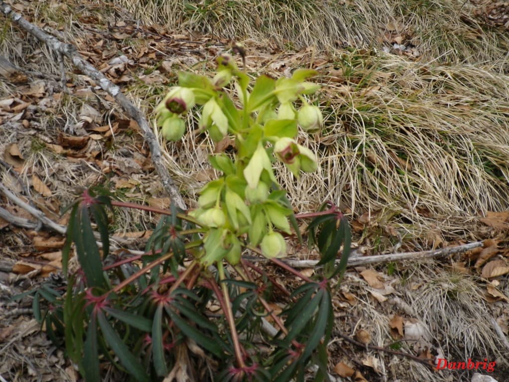 Début de floraison en altitude