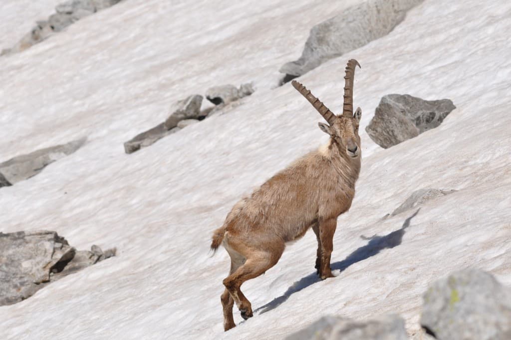 Faune alpine...