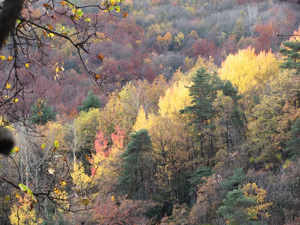Fin d'automne