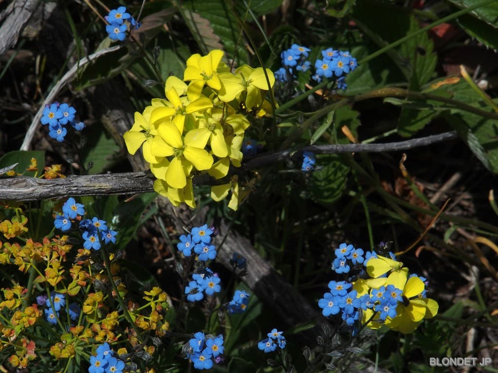 Fleurs du Platary