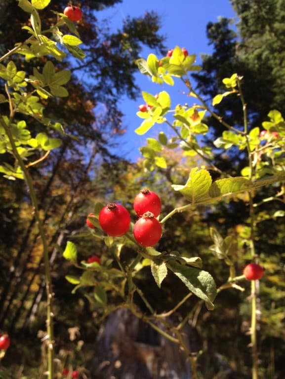 fruit d'Automne
