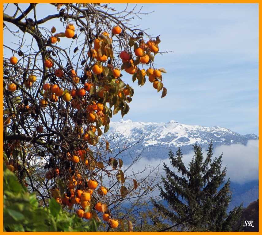 Fruits d'automne sur fond enneigé