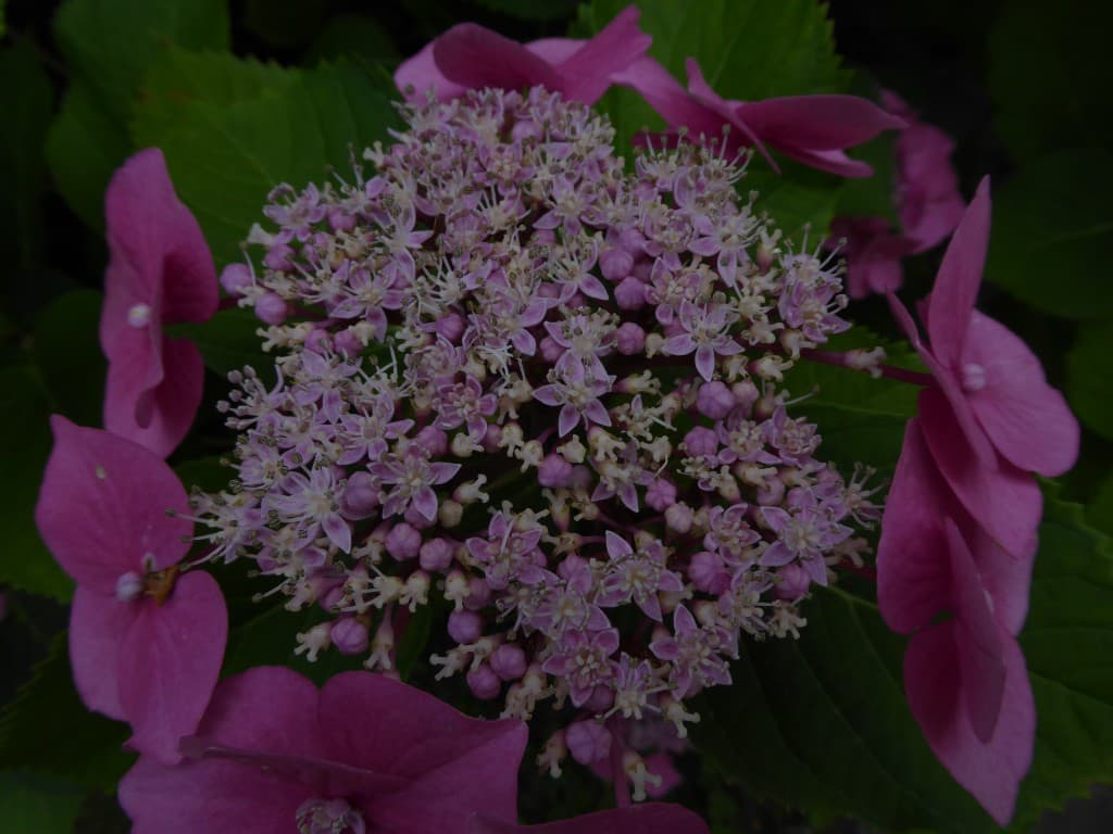 Hortensia...