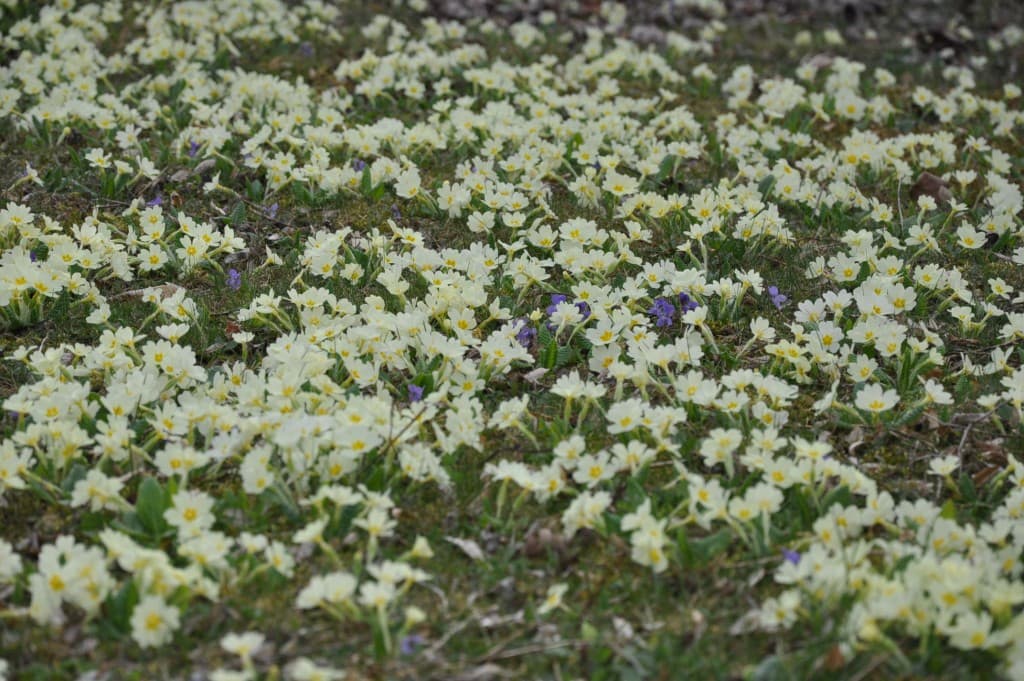 Jaune printemps...
