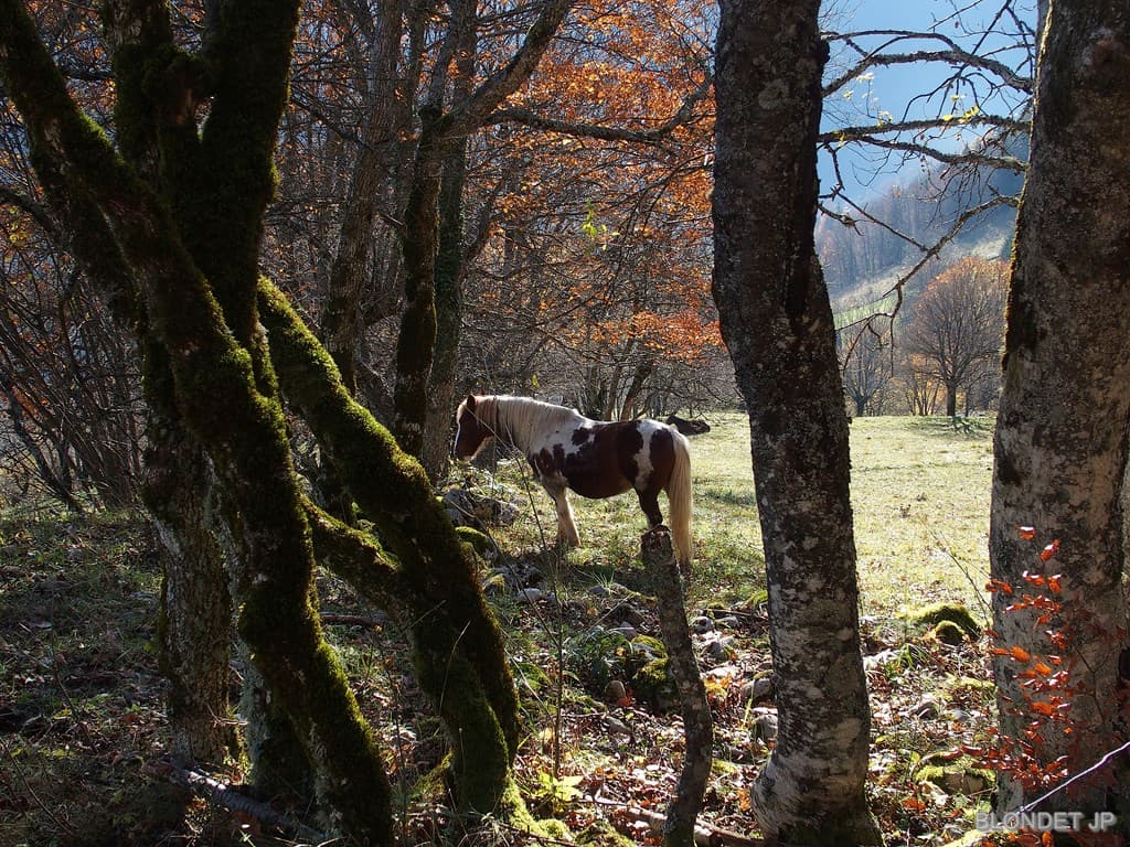 Le Fournel
