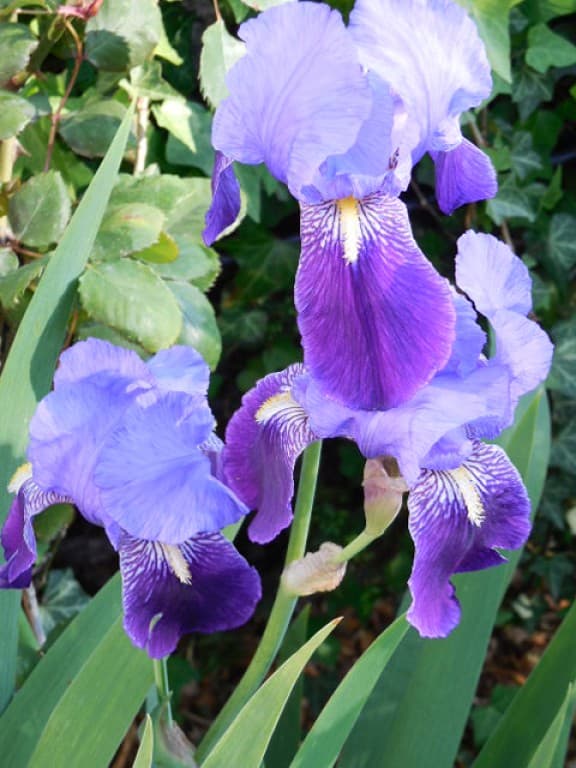Les premiers iris violets