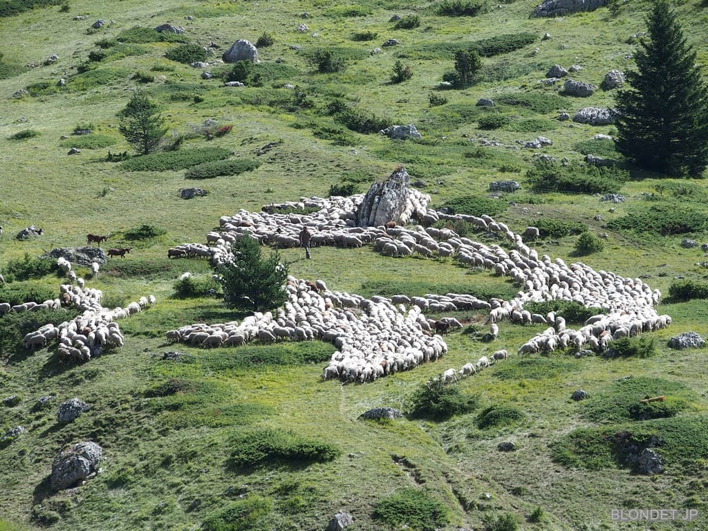 Moutons du Dévoluy