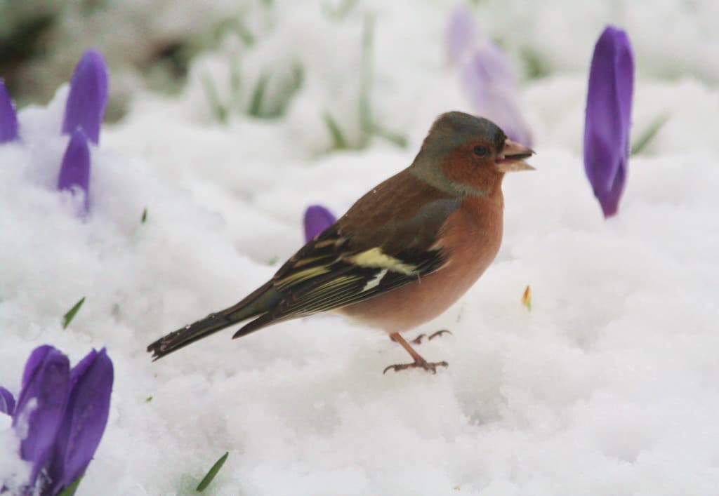 Pinson et crocus surpris par la neige (F.A)