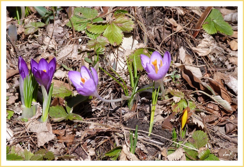 premiers crocus