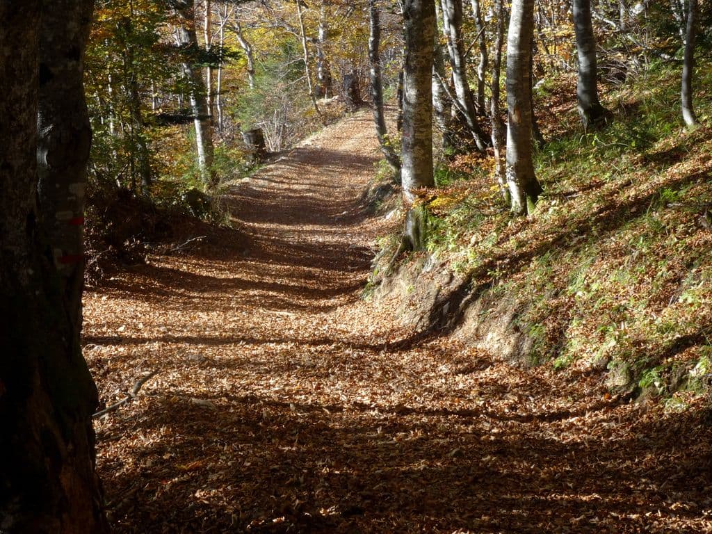 SENTIER SYMPA SUR UN TAPIS DE FEUILLES