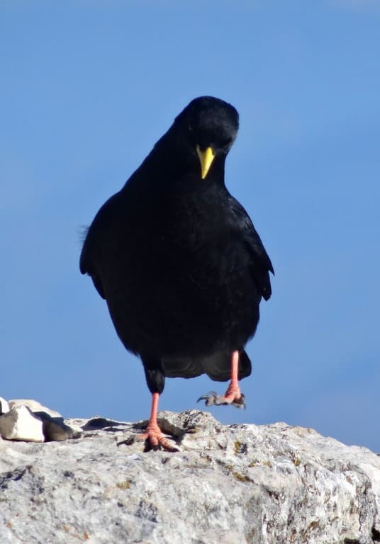 SURTOUT NE PAS PERDRE PIED EN MONTAGNE !!!