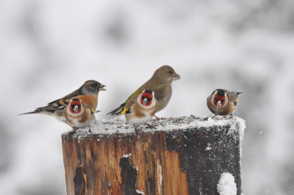 Trio de chardonneret.....au resto des oiseaux!!