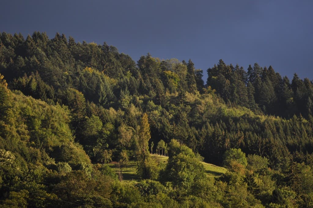 Vert et Jaune au couchant..
