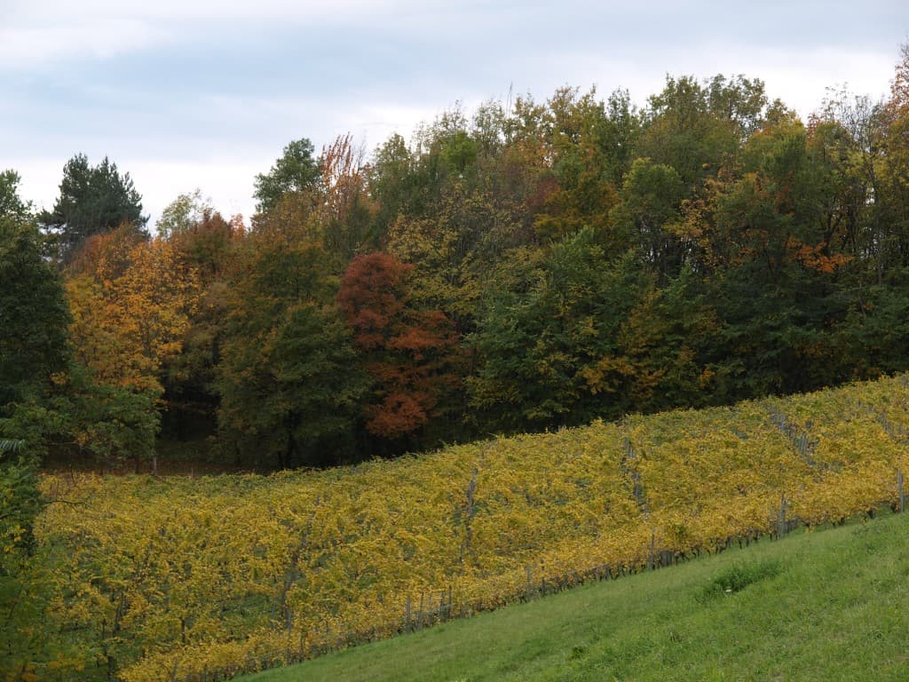 vignoble automnal