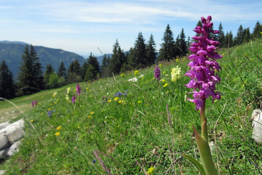 Alpage fleuri du Pravouta