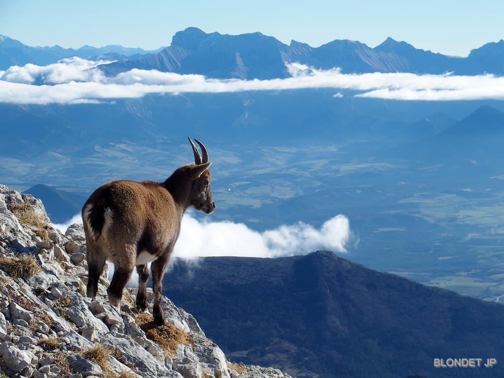 Bouquetin au Grand Veymont