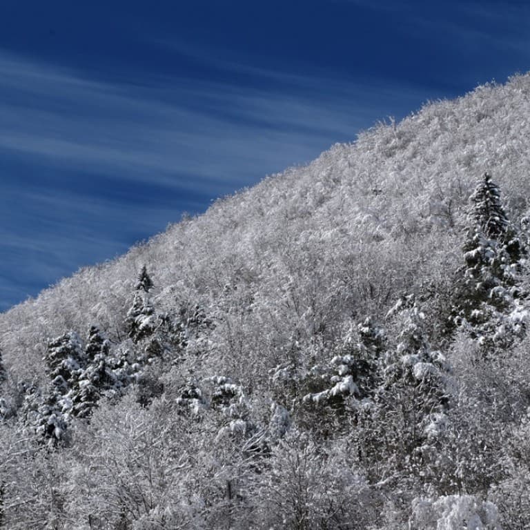 Chartreuse du matin