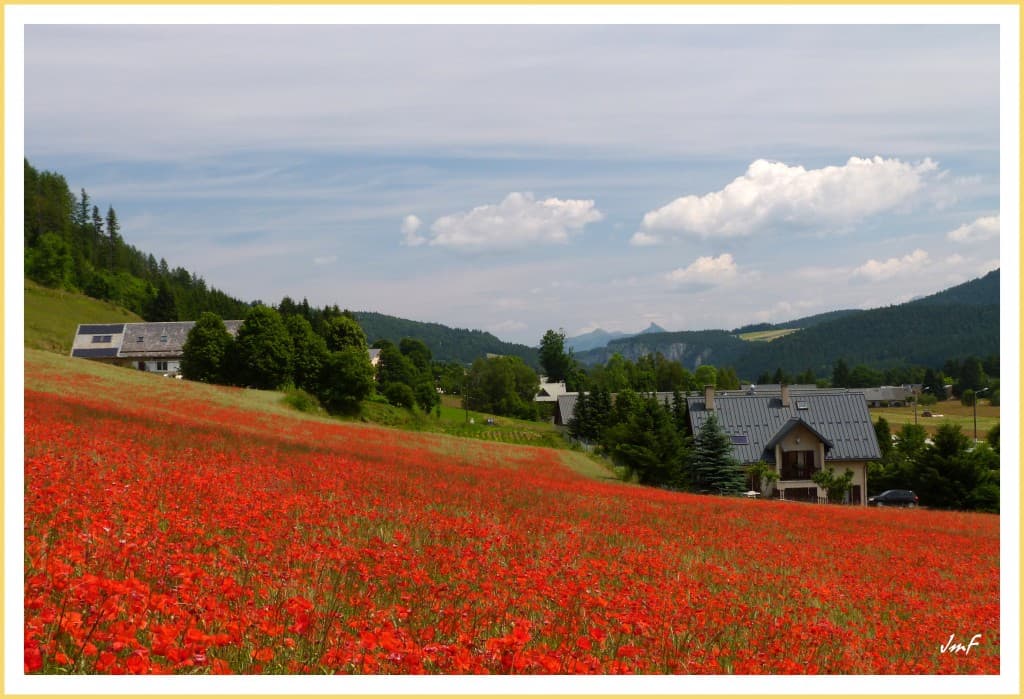 coquelicots dans le champ de blé 