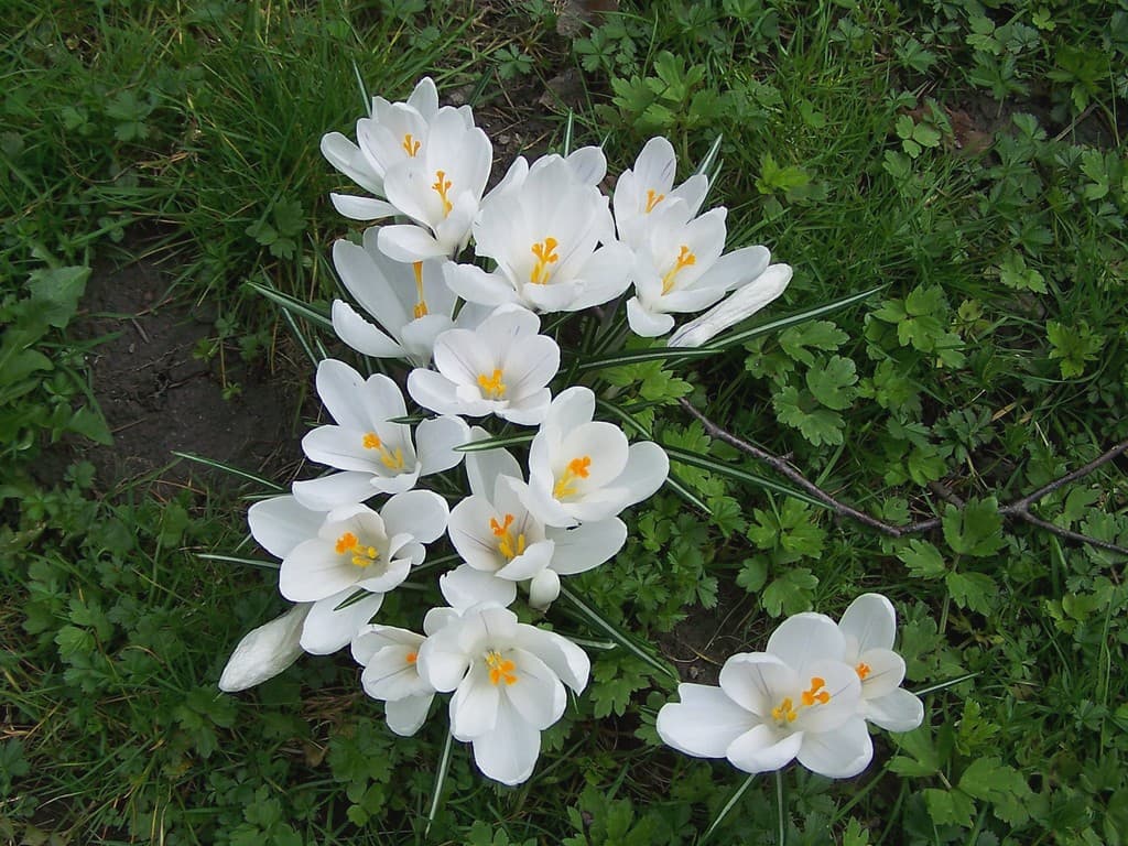 Fleurs de printemps
