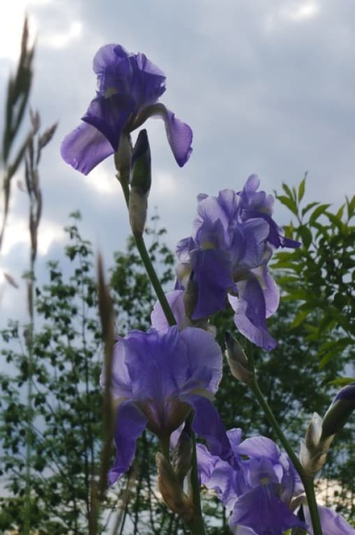 fleurs