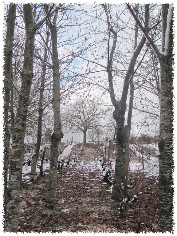 Les vignes de Prébois